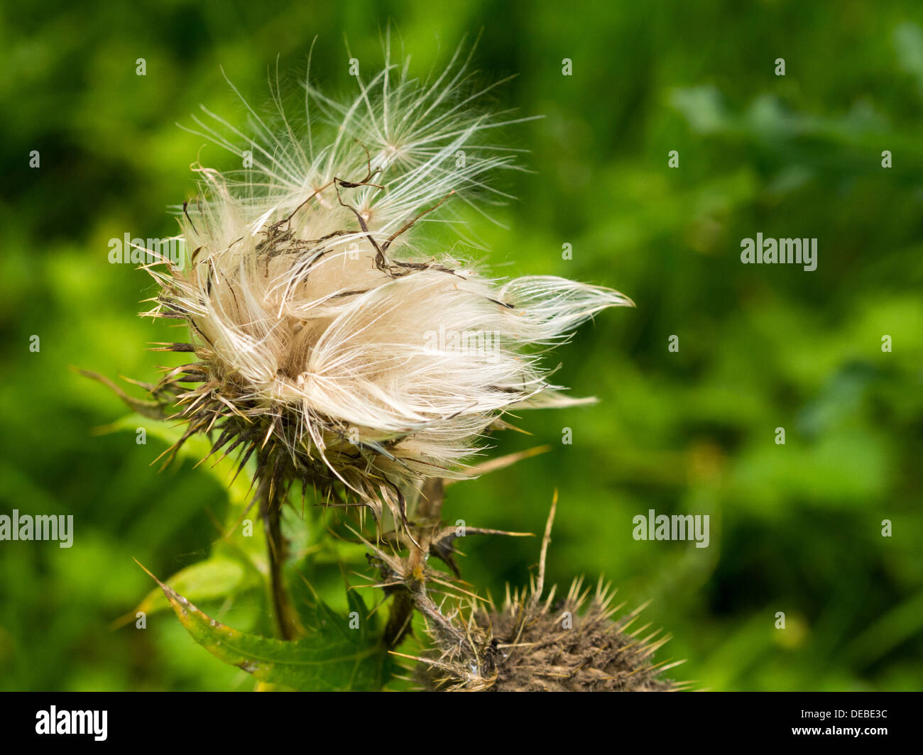 Thistle Seeds Disperse Stock Photo Alamy