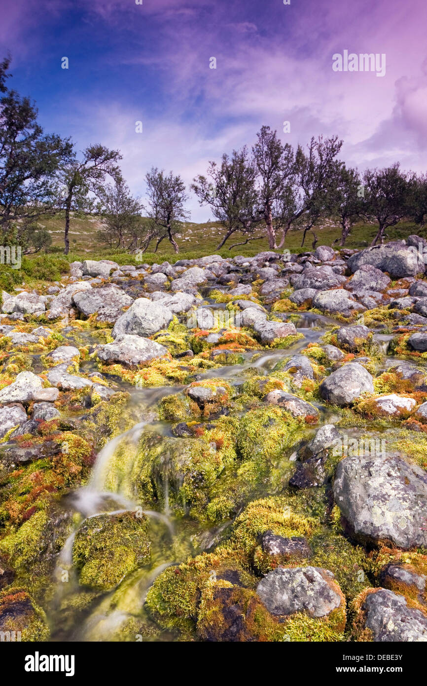 Brooklet hires stock photography and images Alamy