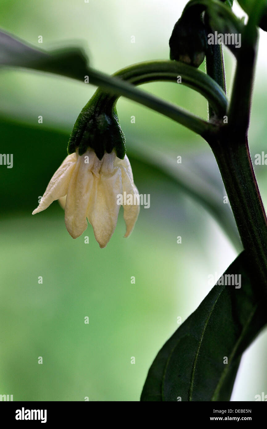 Jalapeno chilli pepper flower Stock Photo Alamy