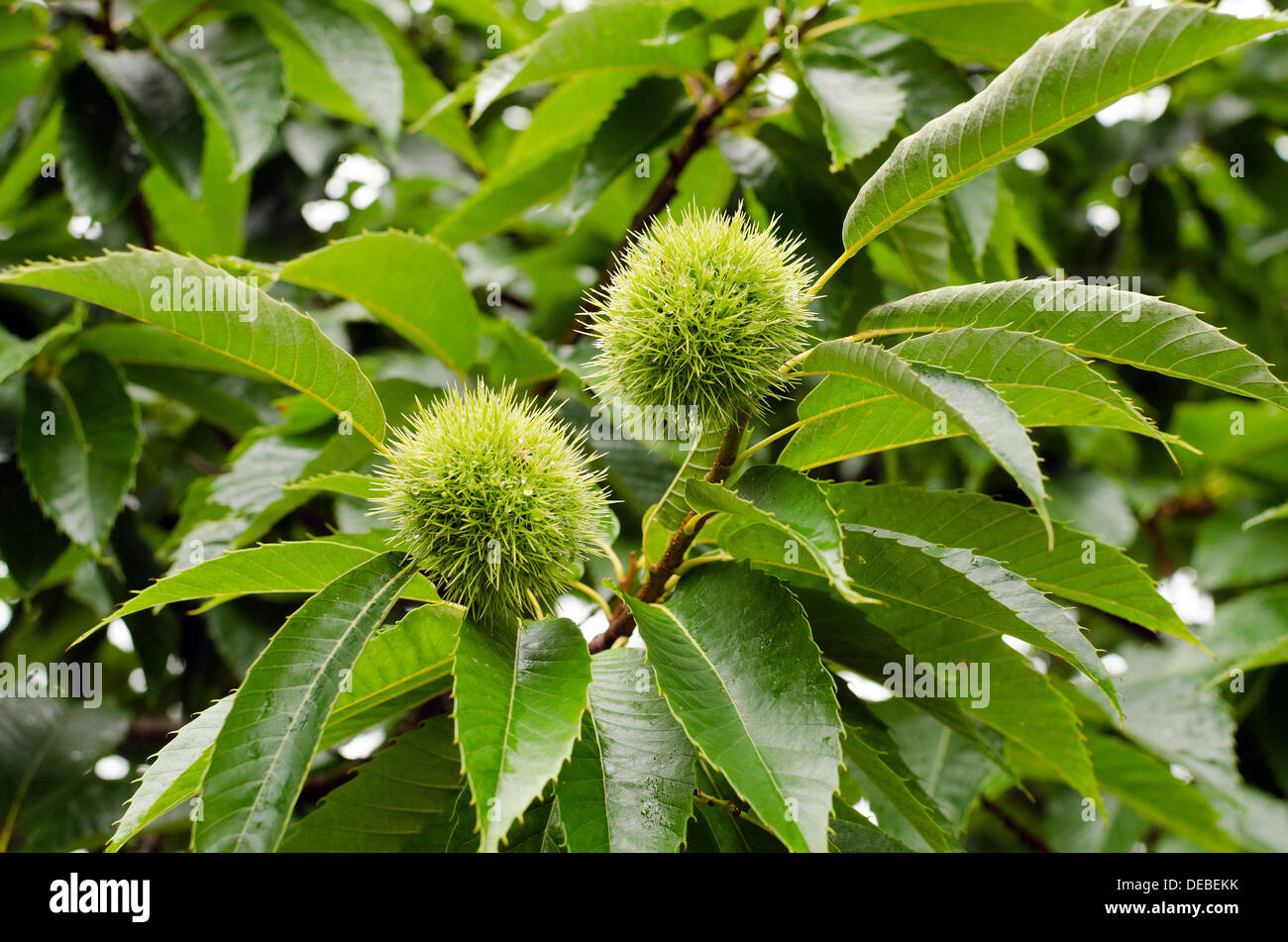 Branch of a chestnut tree with it's fruits Stock Photo - Alamy