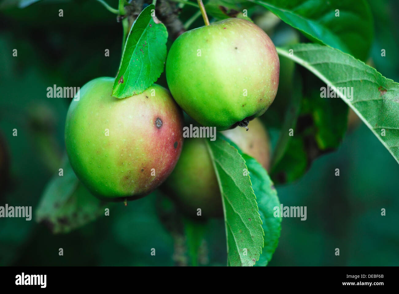 Golden delicious apples growing on the tree UK Stock Photo