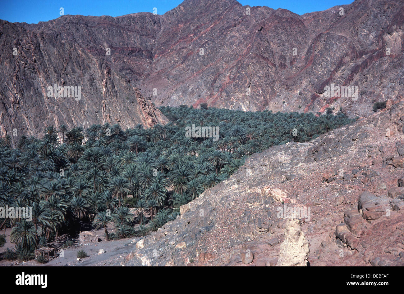 Palm trees fringe Wadi Feiran largest Oasis in Sinai desert Egypt Stock