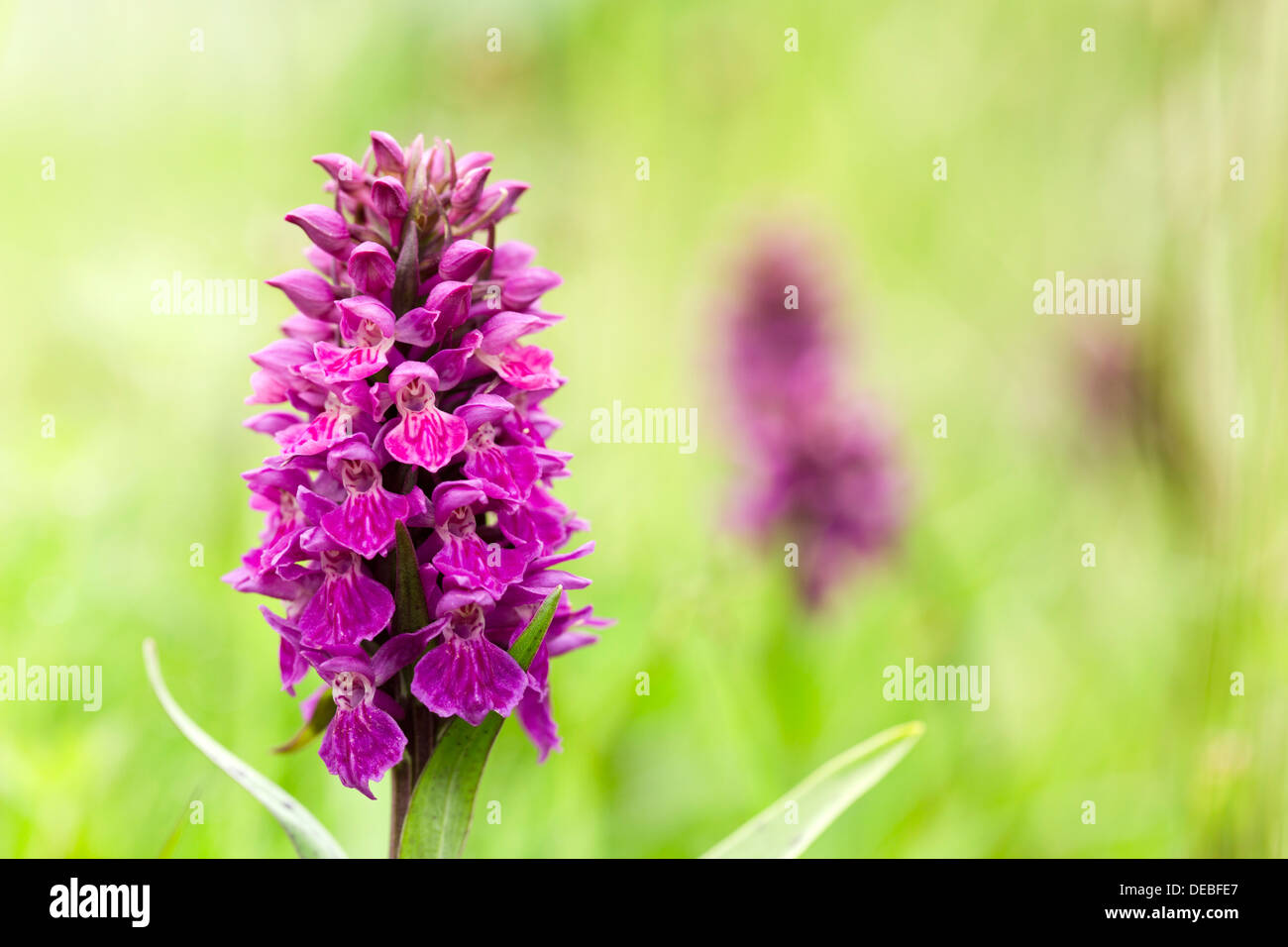 Northern Marsh Orchid; Dactylorhiza purpurella; Flower; UK Stock Photo