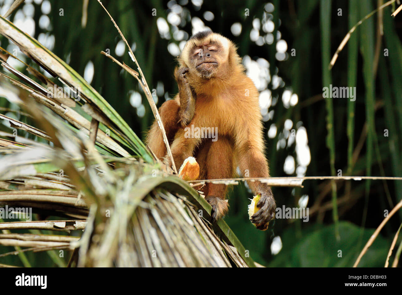 Brazil, Pantanal: Capuchin monkey (Cebus apella) scratching head and eating fruits Stock Photo