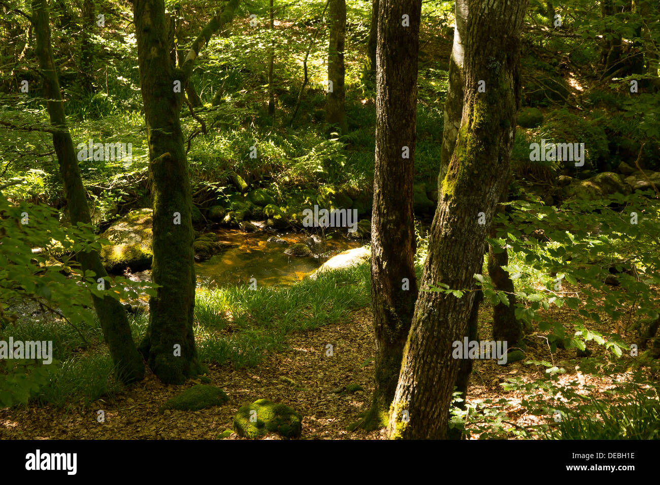 The River Corrèze, when just a stream in the parc naturel régional de Millevaches en Limousin Stock Photo