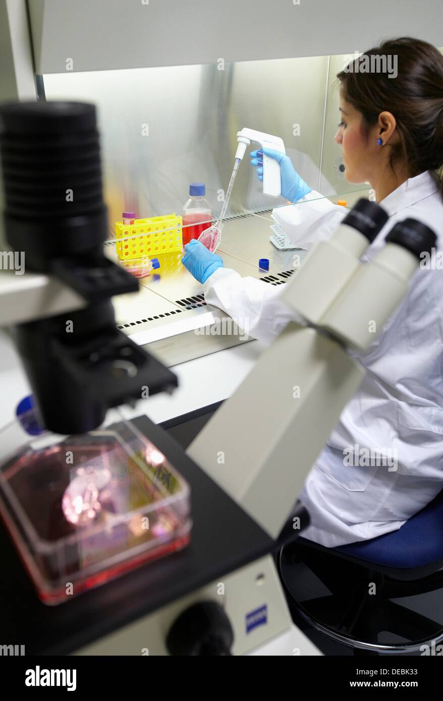 Cell culture room, Researcher handling cell cultures in a laminar flow