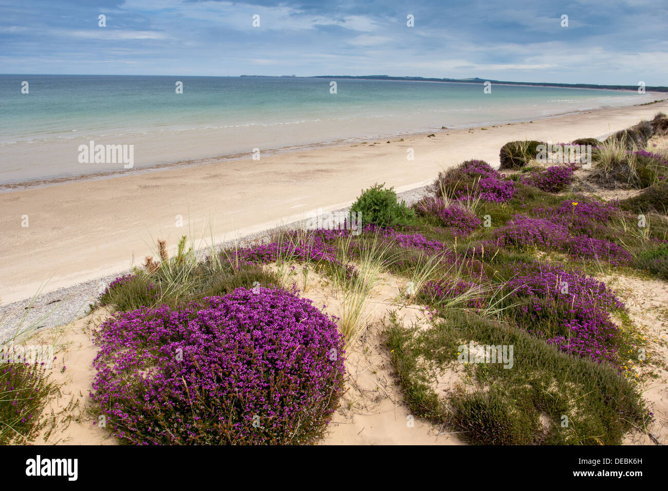 FINDHORN BEACH AND SEA WITH HEATHER CLUMPS GROWING ON THE SAND DUNES MORAY SCOTLAND Stock Photo