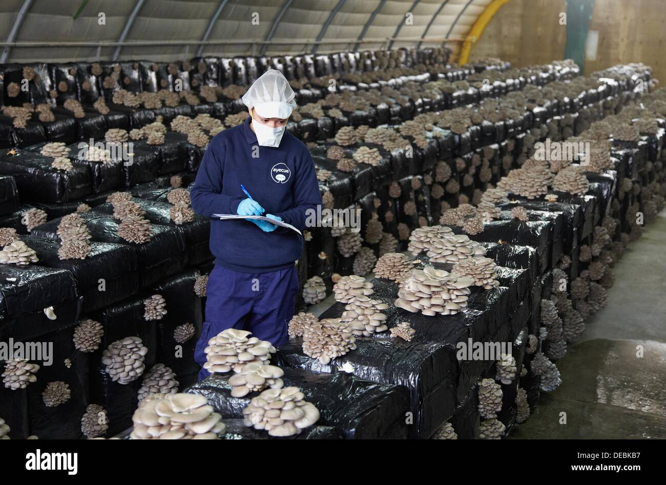 Oyster notes hires stock photography and images Alamy