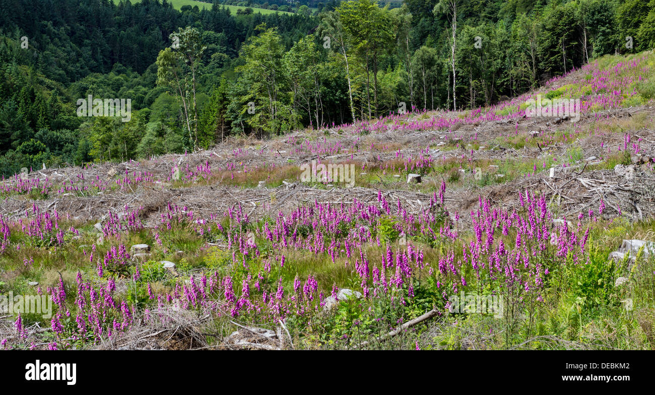 FOXGLOVE FLOWER REGENERATION AFTER FORESTRY CLEARFELL OF PINE TREES IN SCOTLAND Stock Photo