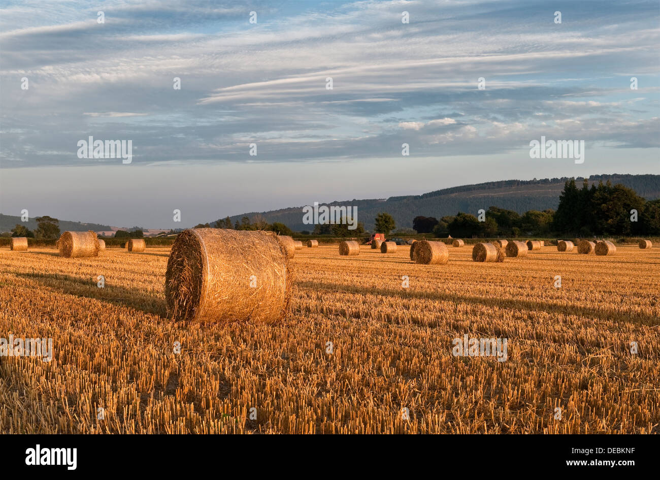 Round straw bales await collection after harvest in a Herefordshire