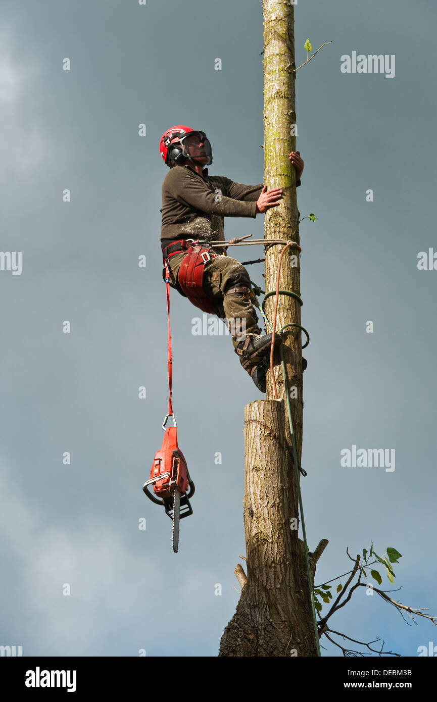 Tree surgeon hanging from ropes in the crown of a tree, throwing