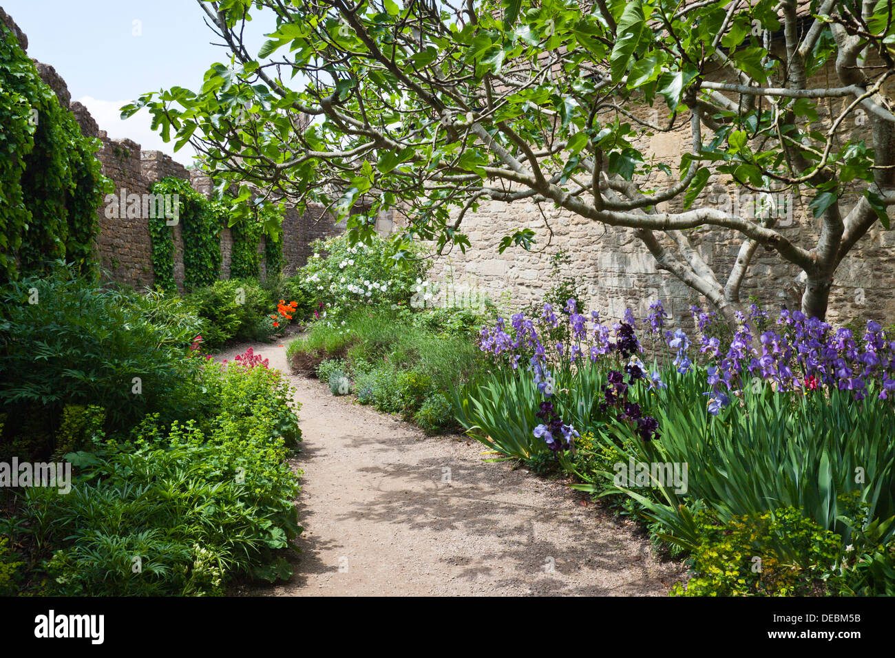 The walled chapel garden at Farleigh Hungerford Castle, nr Bath, Somerset, England, UK Stock