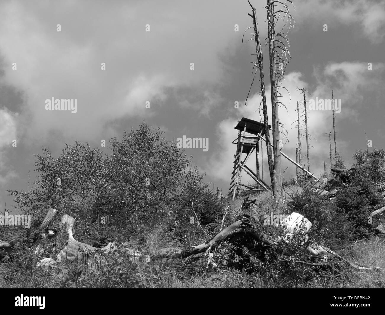 tree stand between natural wood regeneration after forest decline in
