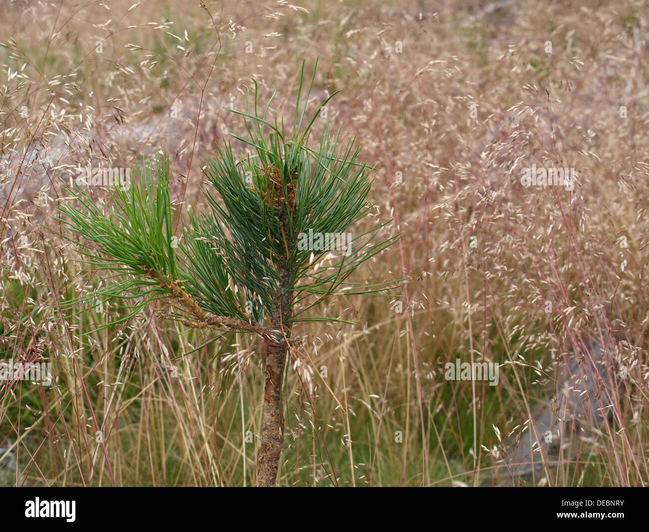 Mountain pine / Pinus mugo / Bergkiefer Stock Photo