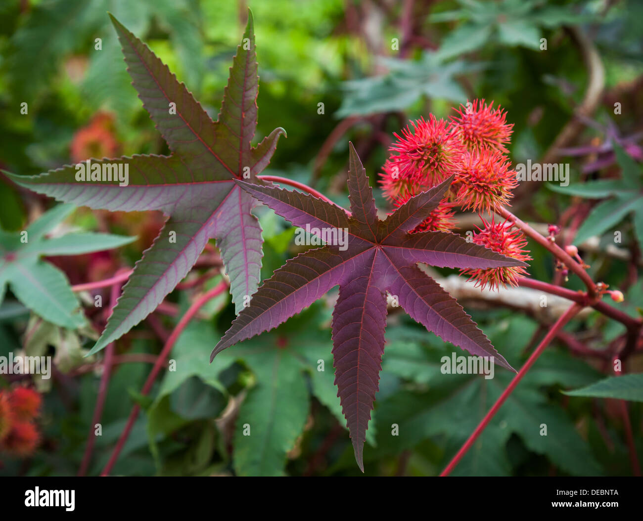 Castor oil plant with red prickly fruits and colorful leaves Stock Photo