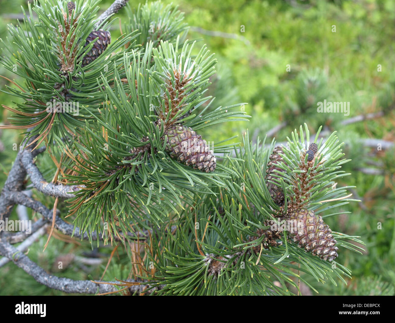 Mountain pine with cones / Pinus mugo / Bergkiefer mit Zapfen Stock Photo