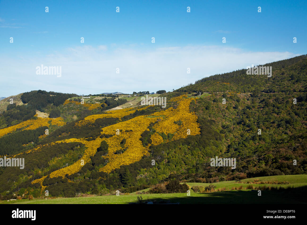 Gorse on farmland near Port Chalmers, Dunedin, Otago, South Island, New Zealand Stock Photo