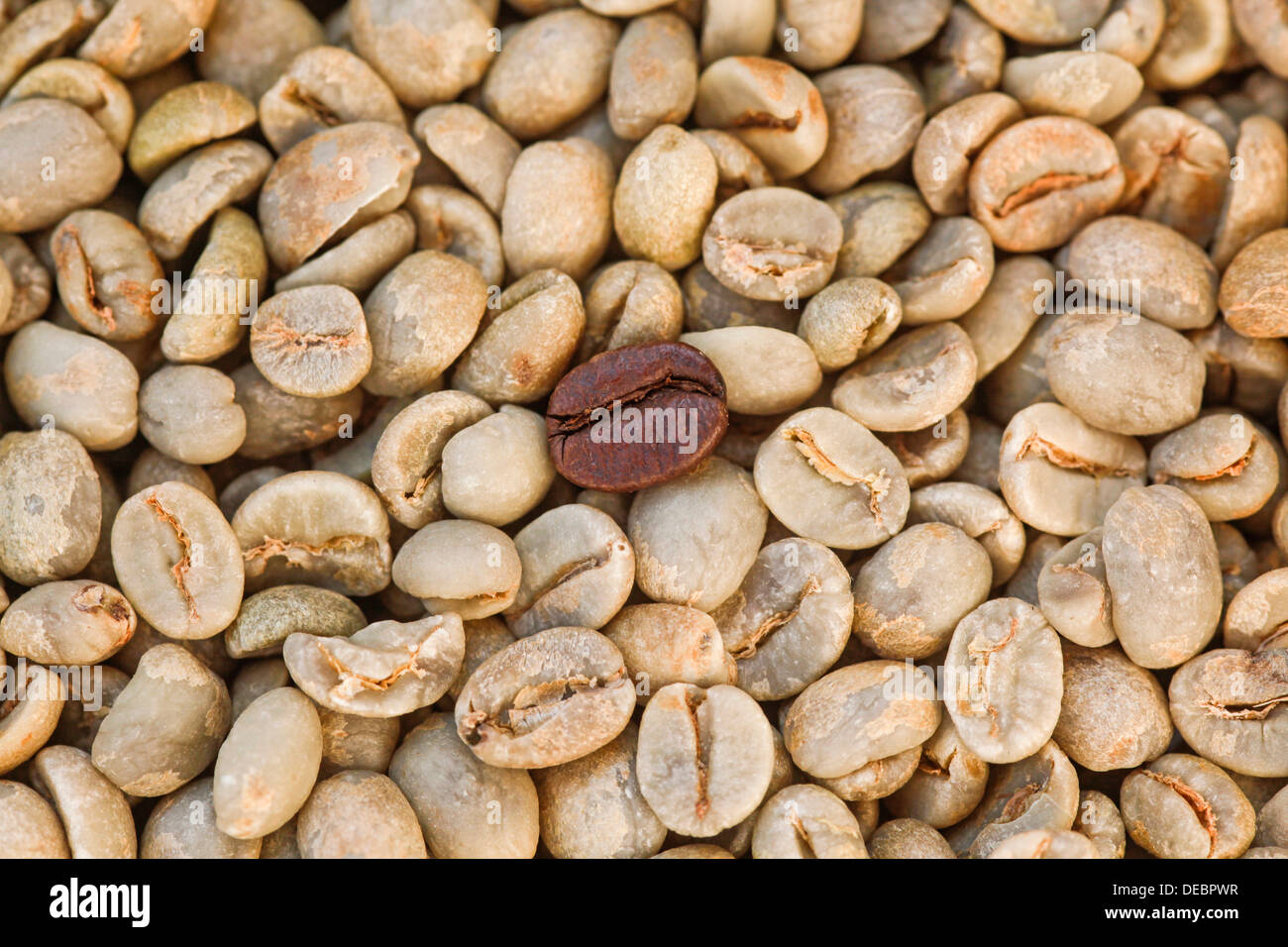 Variegated bean hires stock photography and images Alamy