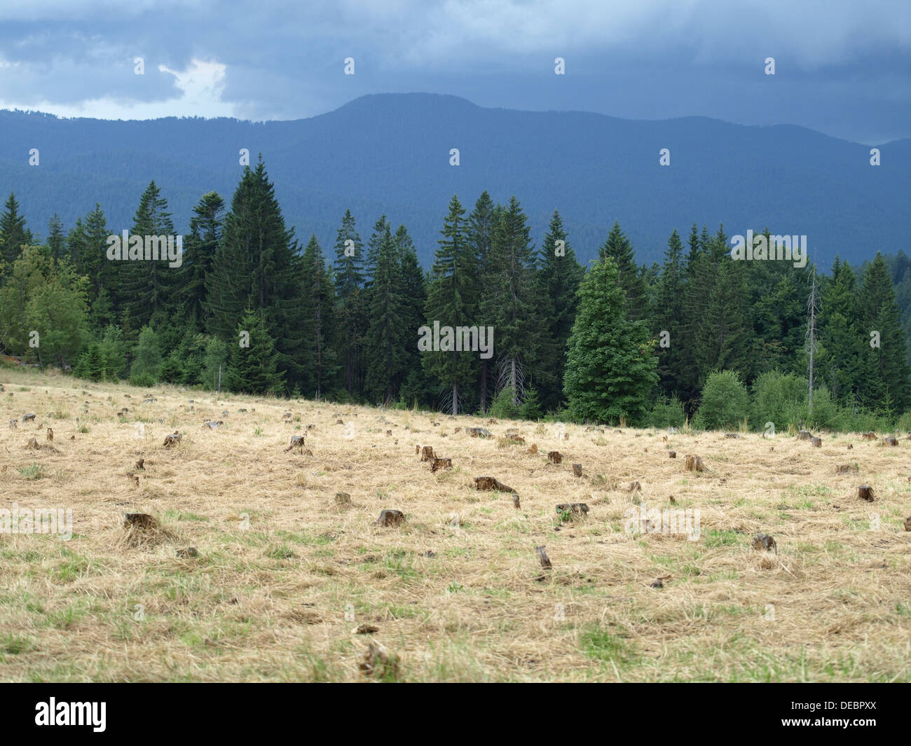 Clearing stumps after logging hi-res stock photography and images - Alamy