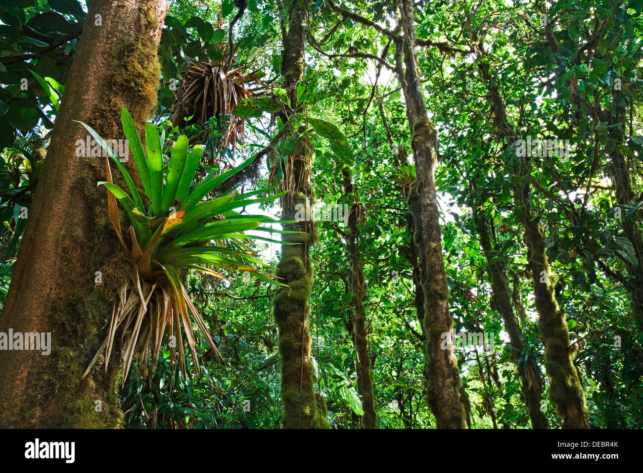 Bromeliad (Bromeliaceae) in a rainforest, Saint-Claude, Arrondissement of Basse-Terre, Guadeloupe, France Stock Photo