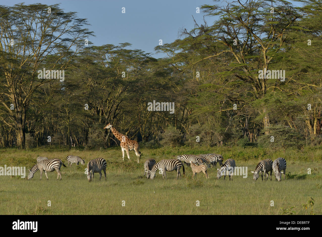 Rothschild Giraffe or Ugandan Giraffe (Giraffa camelopardalis rothschildi) and Grant's Zebras (Equus quagga boehmi) Stock Photo