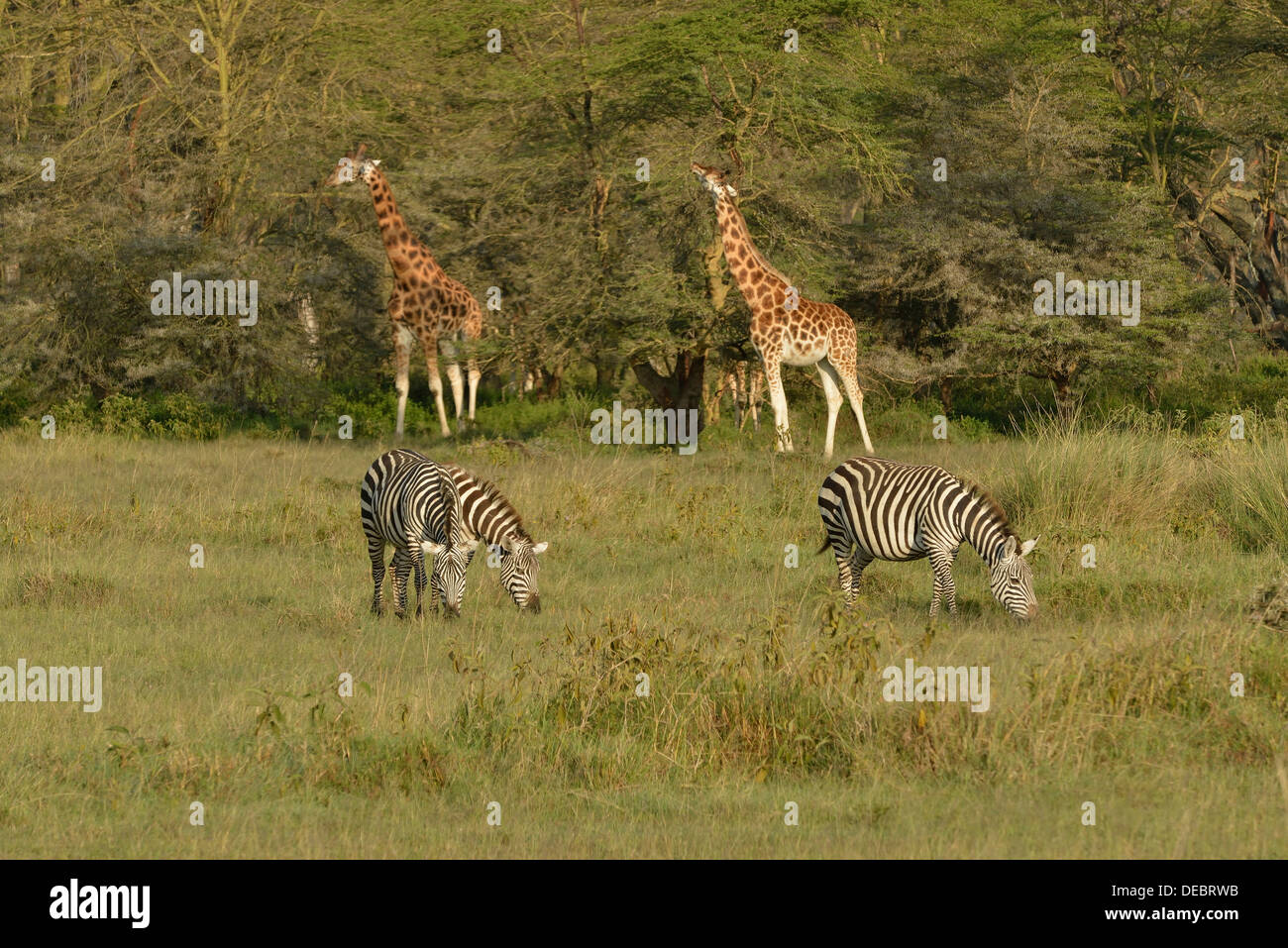 Rothschild Giraffes or Ugandan Giraffes (Giraffa camelopardalis rothschildi) and Grant's Zebras (Equus quagga boehmi) Stock Photo