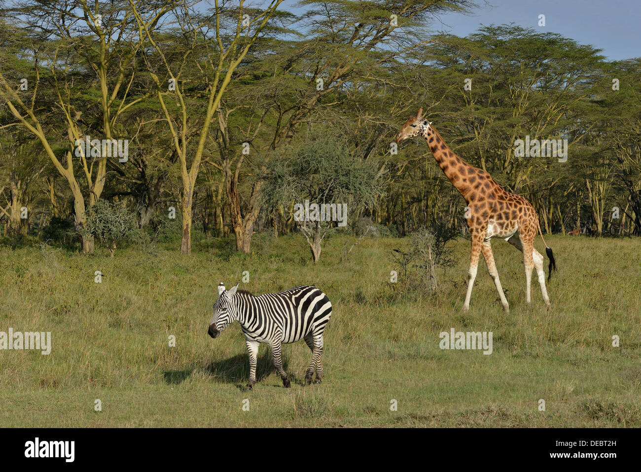 Rothschild Giraffe or Ugandan Giraffe (Giraffa camelopardalis rothschildi) and Grant's Zebra (Equus quagga boehmi) Stock Photo