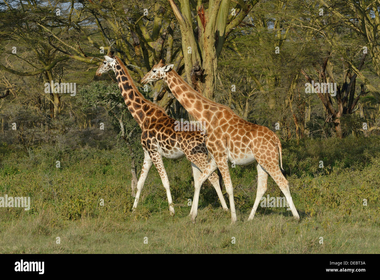 Rothschild Giraffes or Ugandan Giraffes (Giraffa camelopardalis rothschildi), Lake Nakuru National Park, near Nakuru Stock Photo