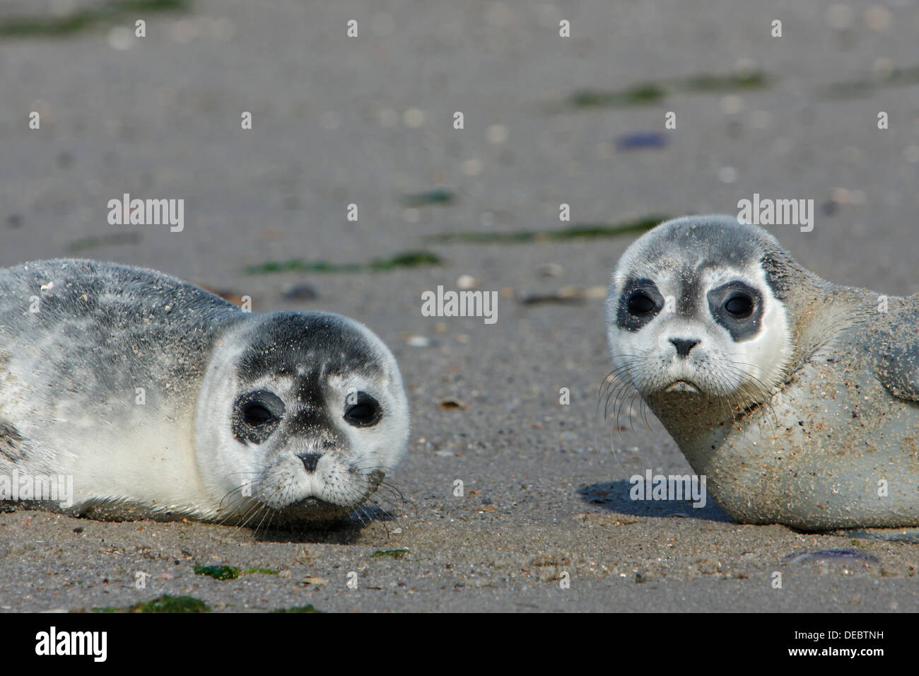 Harbour Seals (Phoca vitulina), pups, East Frisian Islands, East Frisia, Lower Saxony, Germany Stock Photo
