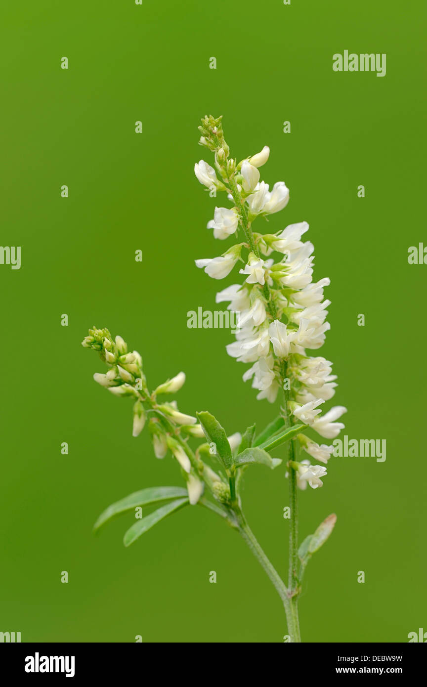 Bokhara Clover, Honey Clover or White Sweet Clover (Melilotus alba