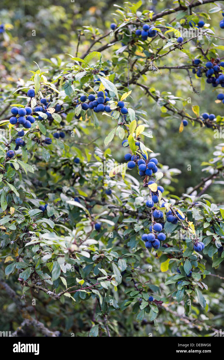 Sloes on a bush in the early Autumn. Stock Photo