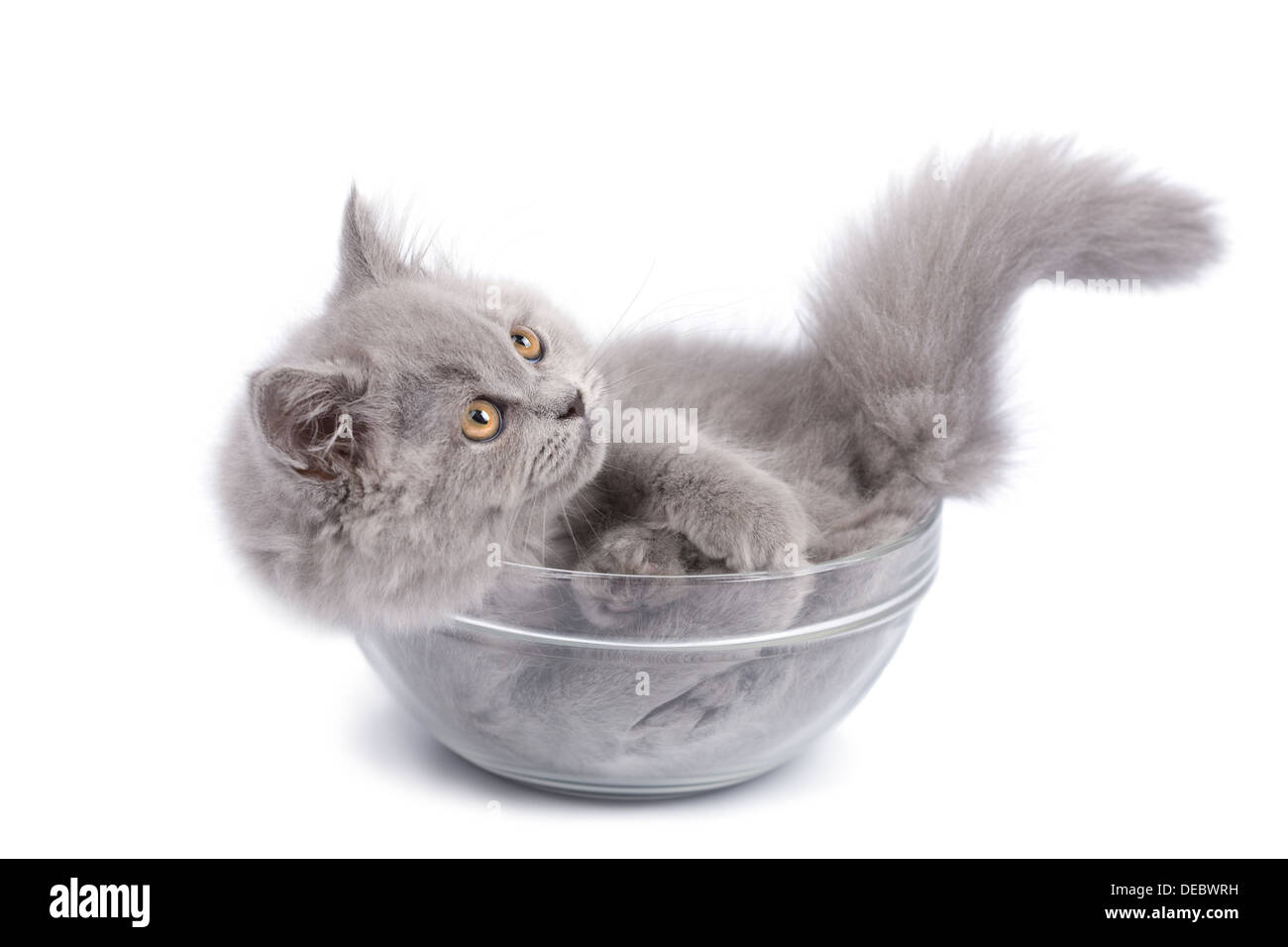 cute british kitten in glass bowl isolated Stock Photo