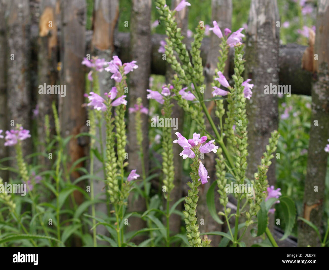 obedient plant, obedience, false dragonhead / Physostegia virginiana / Gelenkblume Stock Photo