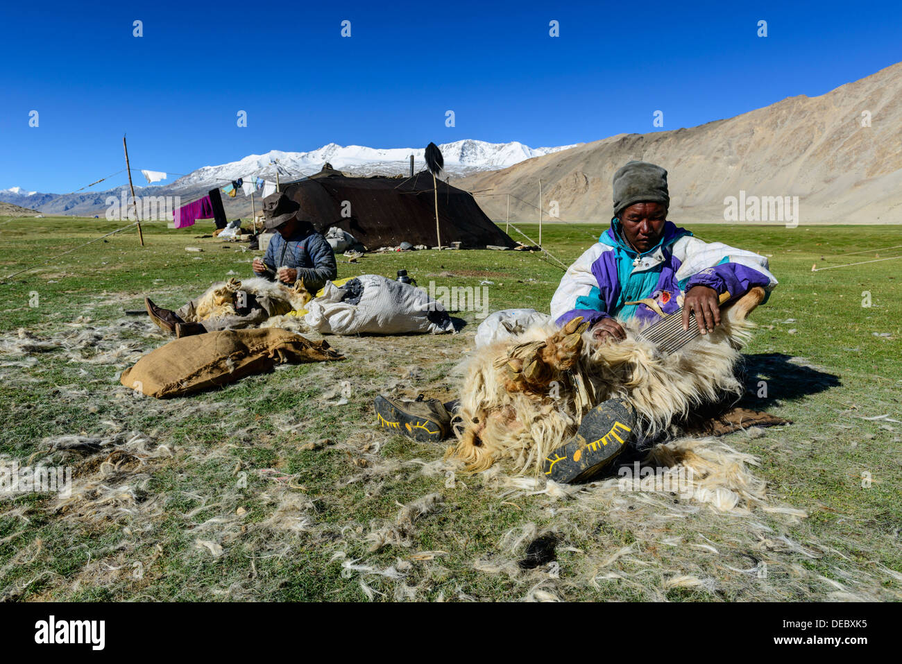 Nomad men shearing sheep in front of their tent, Korzok, Ladakh, Jammu and Kashmir, India Stock Photo