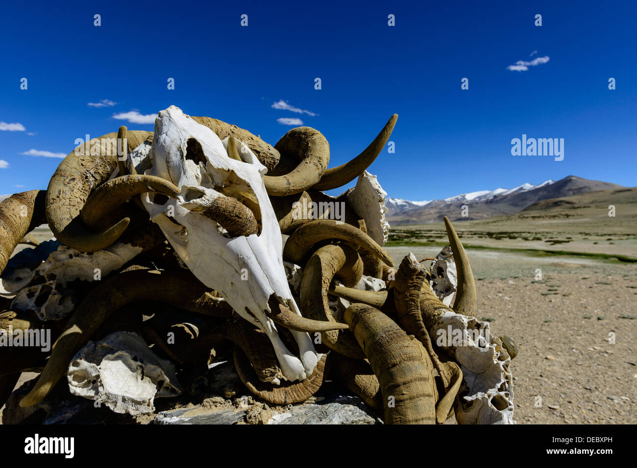 Heap of yak skulls and horns, Buddhist place of prayer and meditation, Korzok, Ladakh, Jammu and Kashmir, India Stock Photo