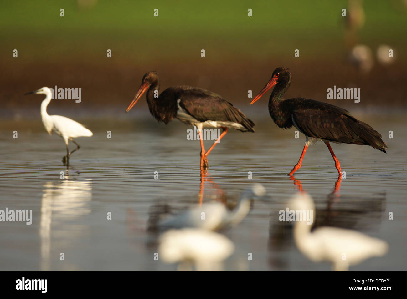 The Black Stork (Ciconia nigra) is a large wading bird in the stork family Ciconiidae. Stock Photo