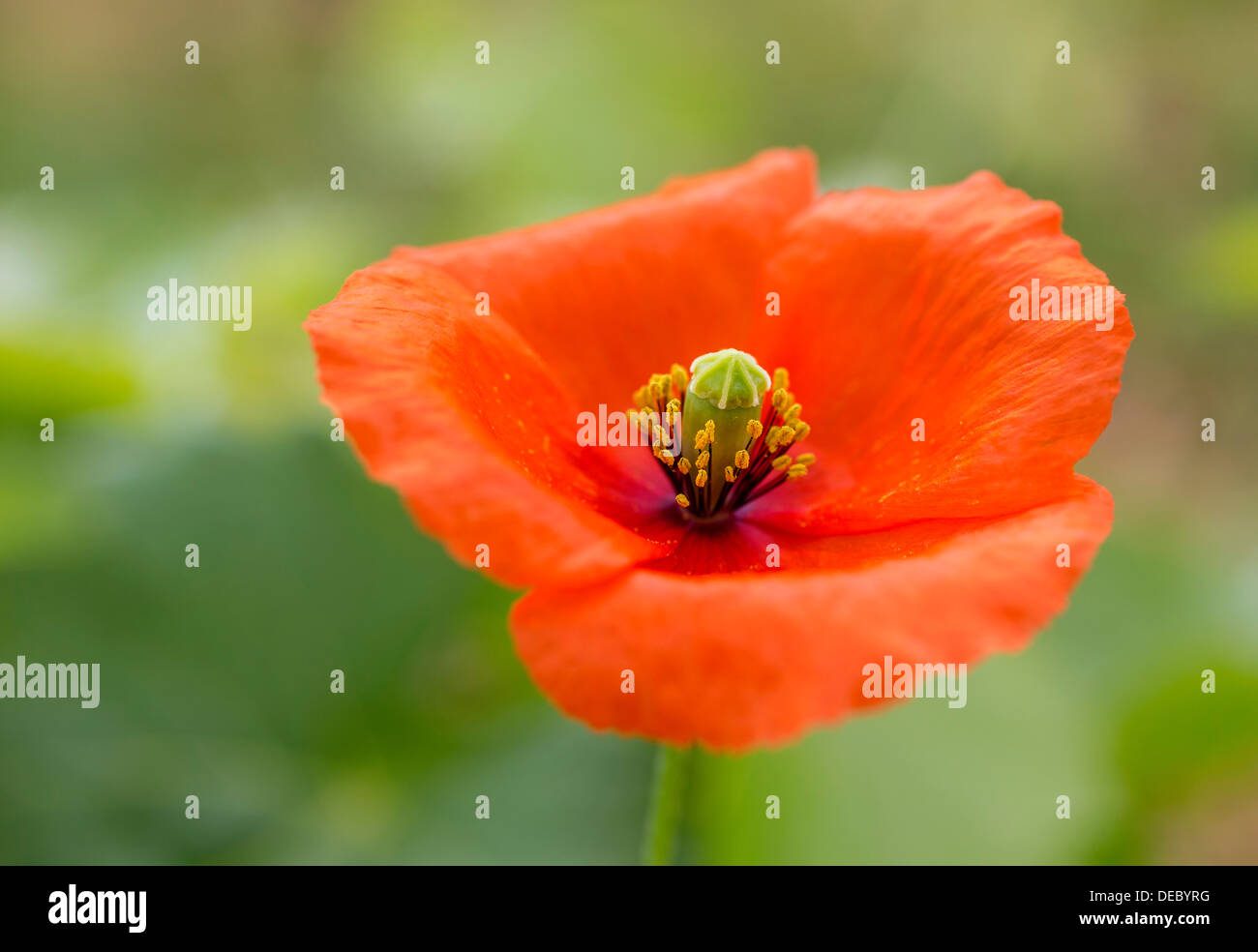 Poppy or Corn Poppy (Papaver rhoeas), flower, Vila Real District, Portugal Stock Photo