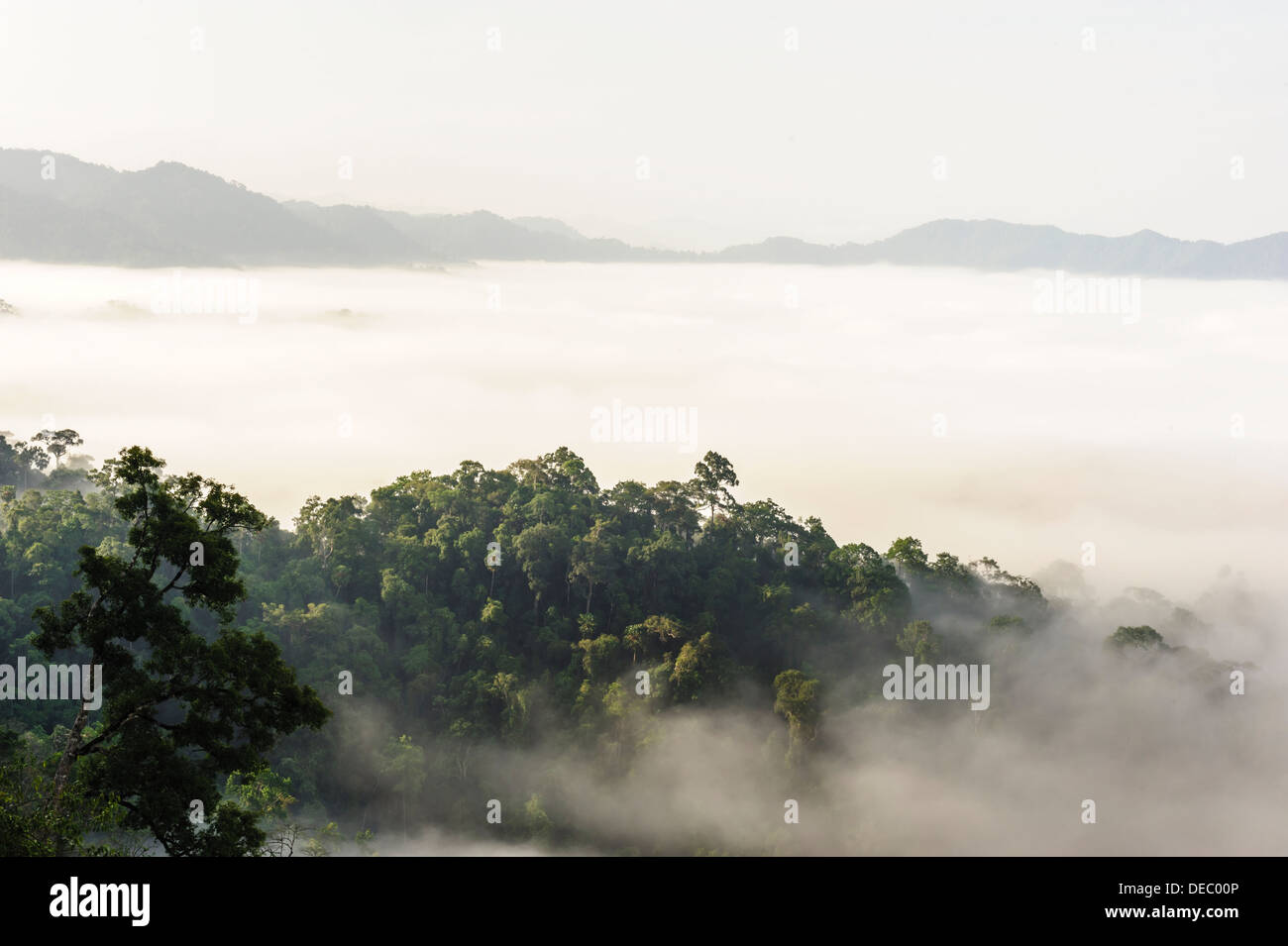 Beautiful tropical mountain mist in rain-forest Thailand. Stock Photo