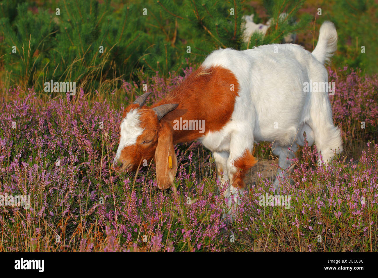 Boer goat feeding on heather, robust goat breed for extensive landscaping, Schleswig-Holstein, Germany Stock Photo