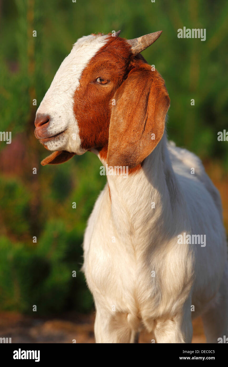 Boer goat, robust goat breed for extensive landscaping, Schleswig-Holstein, Germany Stock Photo