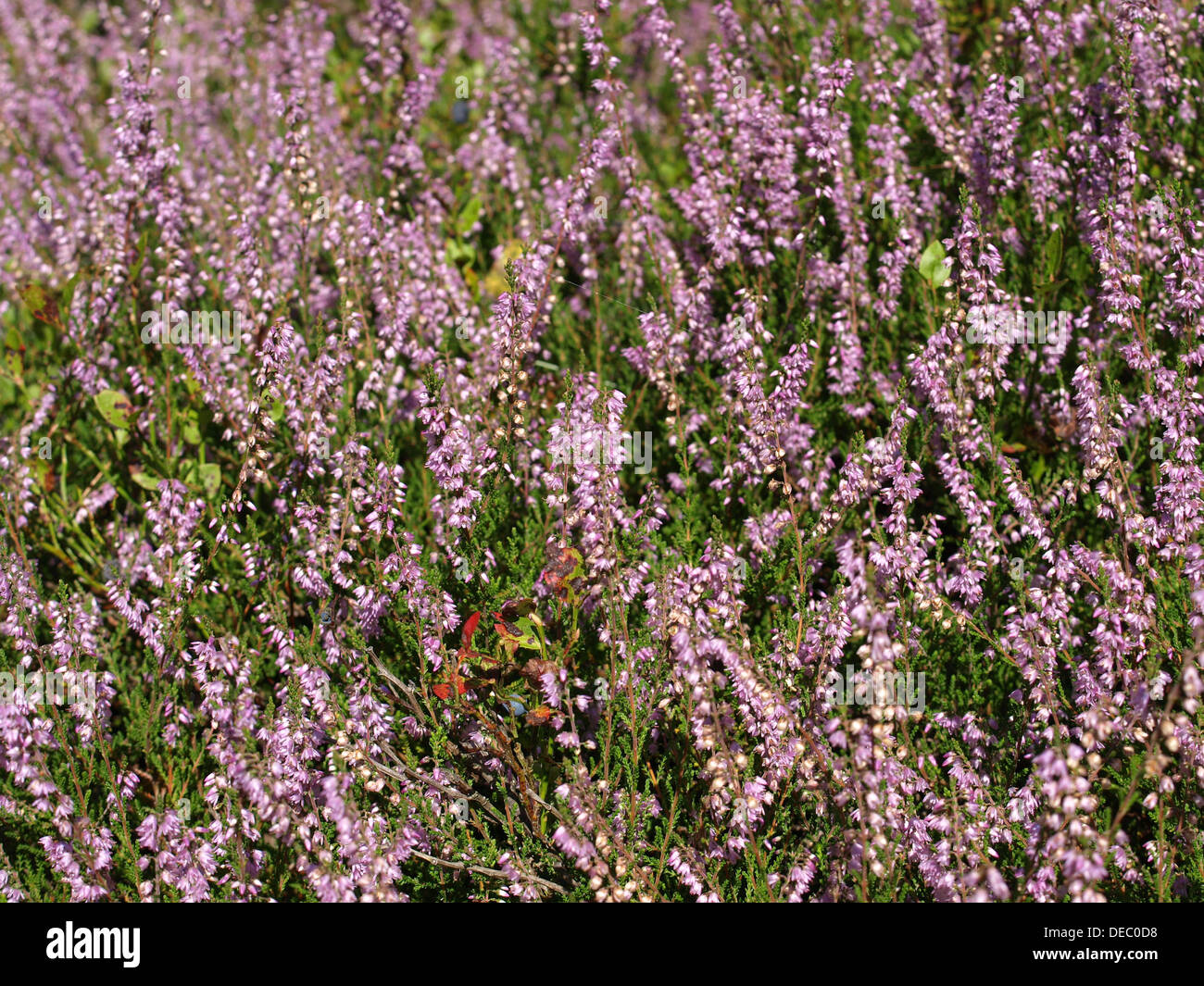 Flowering Common Heath - Ling (Calluna Vulgaris) and Pink Bell