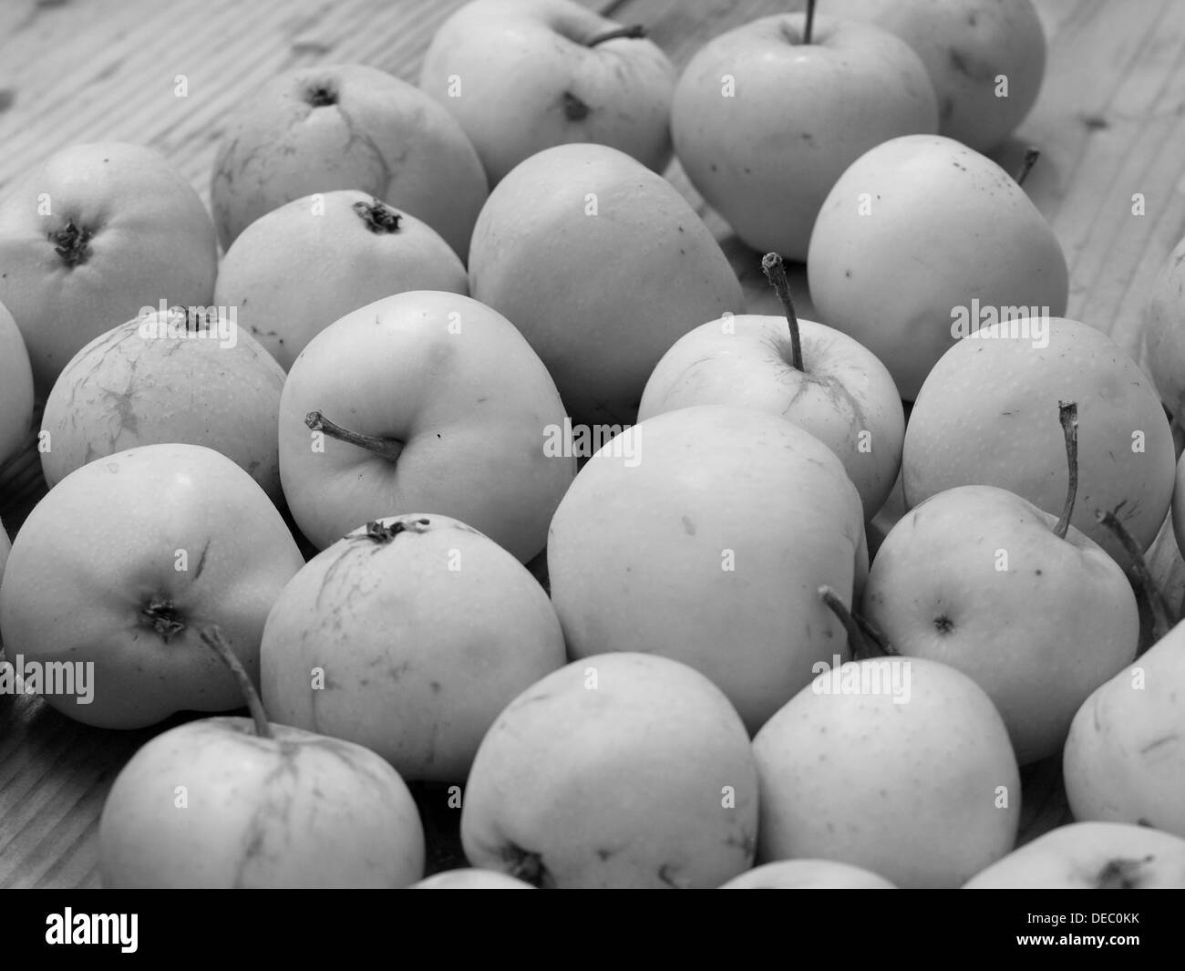 Malus domestica white transparent apple harvest black and white / Weißer Klarapfel Apfelernte schwarz weiß Stock Photo