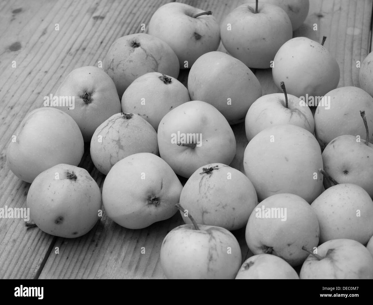 Malus domestica white transparent apple harvest black and white / Weißer Klarapfel Apfelernte schwarz weiß Stock Photo