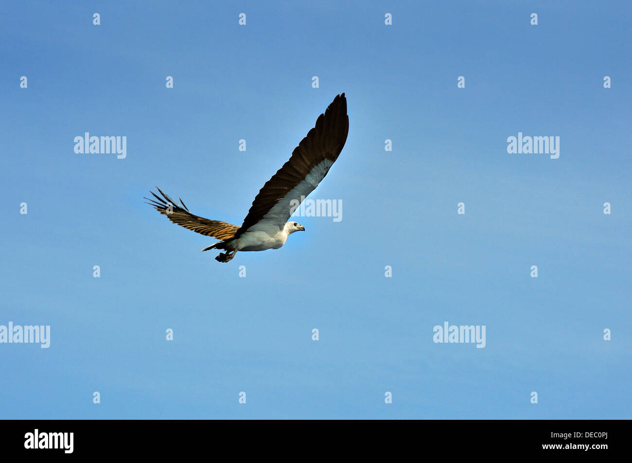 White-bellied Sea Eagle (Haliaeetus leucogaster), Raja Ampat, West Papua, Indonesia Stock Photo