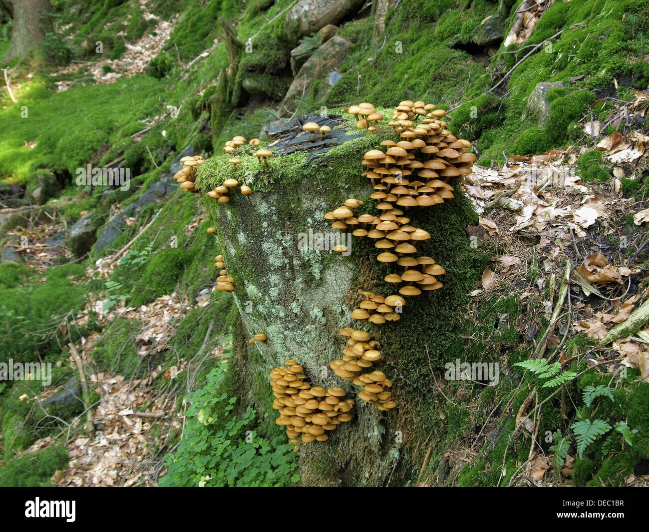 sheathed woodtuft / Kuehneromyces mutabilis / Gemeine Stockschwämmchen Stock Photo