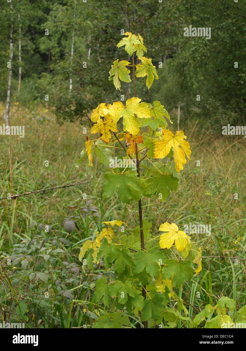 sycamore maple in autumn colors / Acer pseudoplatanus / Bergahorn in Herbstfarben Stock Photo