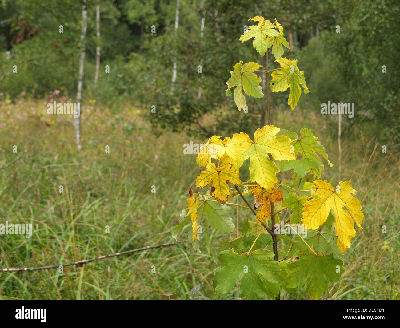 sycamore maple in autumn colors / Acer pseudoplatanus / Bergahorn in Herbstfarben Stock Photo