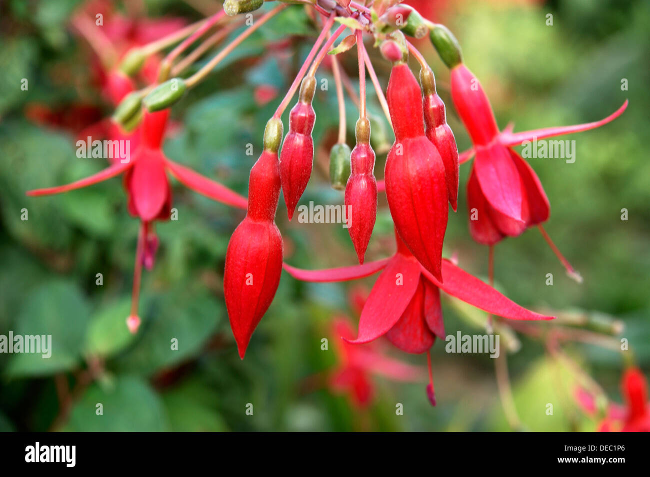 Fuschia shrub organically grown in an organic garden Stock Photo