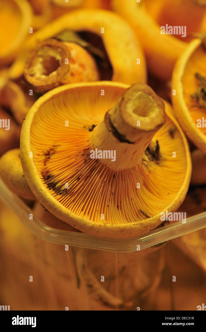Mushrooms (Lactarius deliciosus) at La Boqueria market, Barcelona