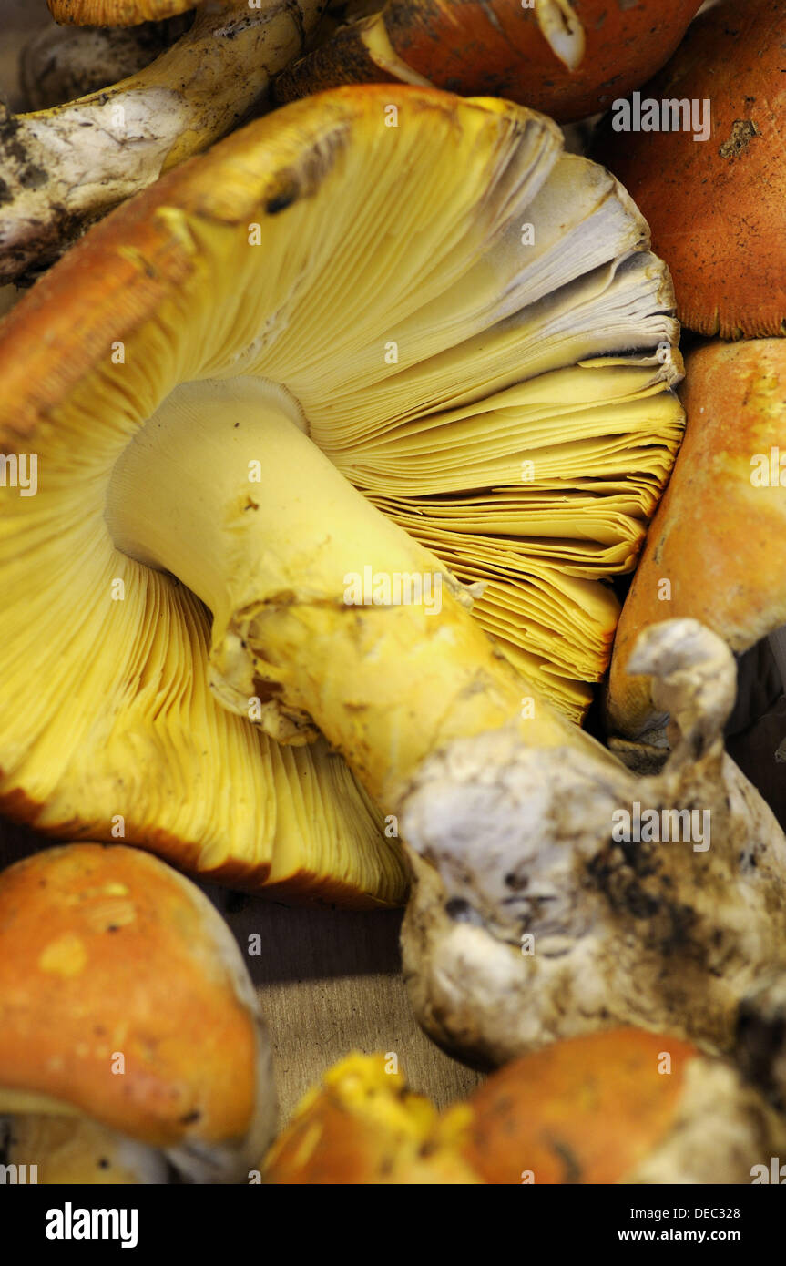 Caesar´s Mushroom (Amanita cesarea) at La Boqueria market, Barcelona